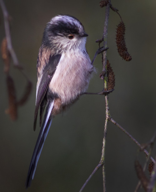 Long tailed tit St Nicks IMG_3664a