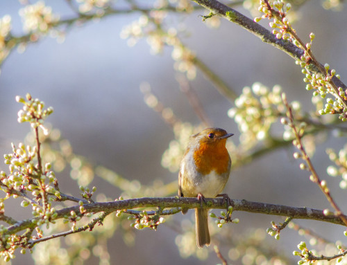 Robin at St Nicks York IMG_4245a