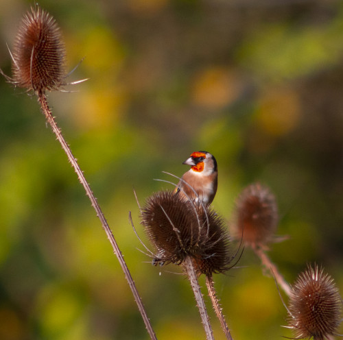 Goldfinch on teasel at St Nicks IMG_3733a