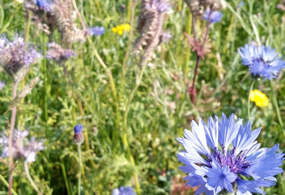 A meadow of blue, white and yellow flowers. The one in focus is cornflower.