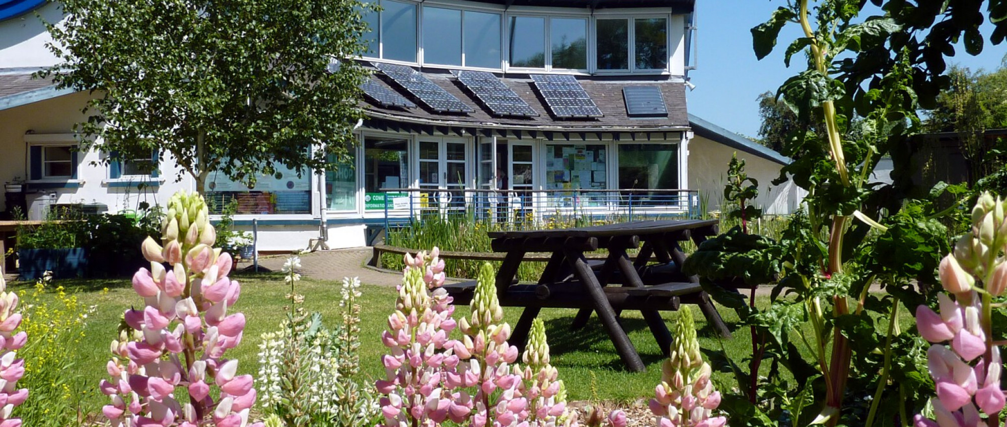 Environment centre and pond with lupin flowers