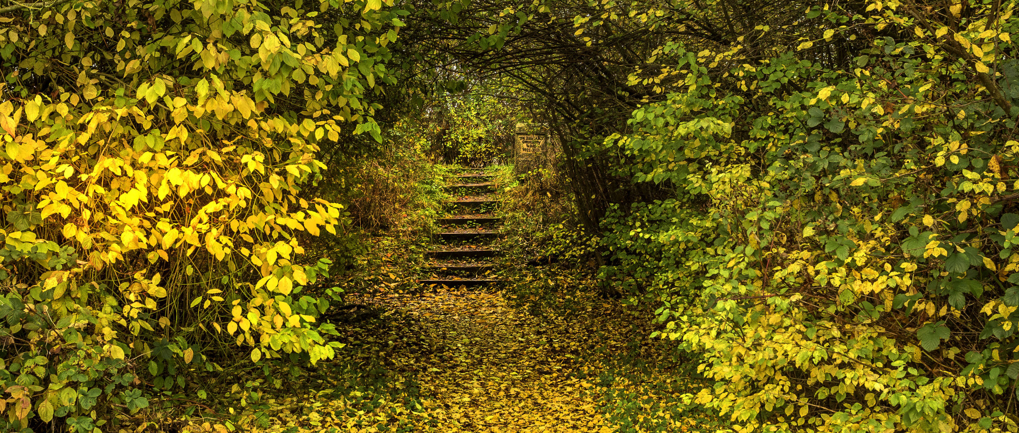 Autumn steps at St Nicks