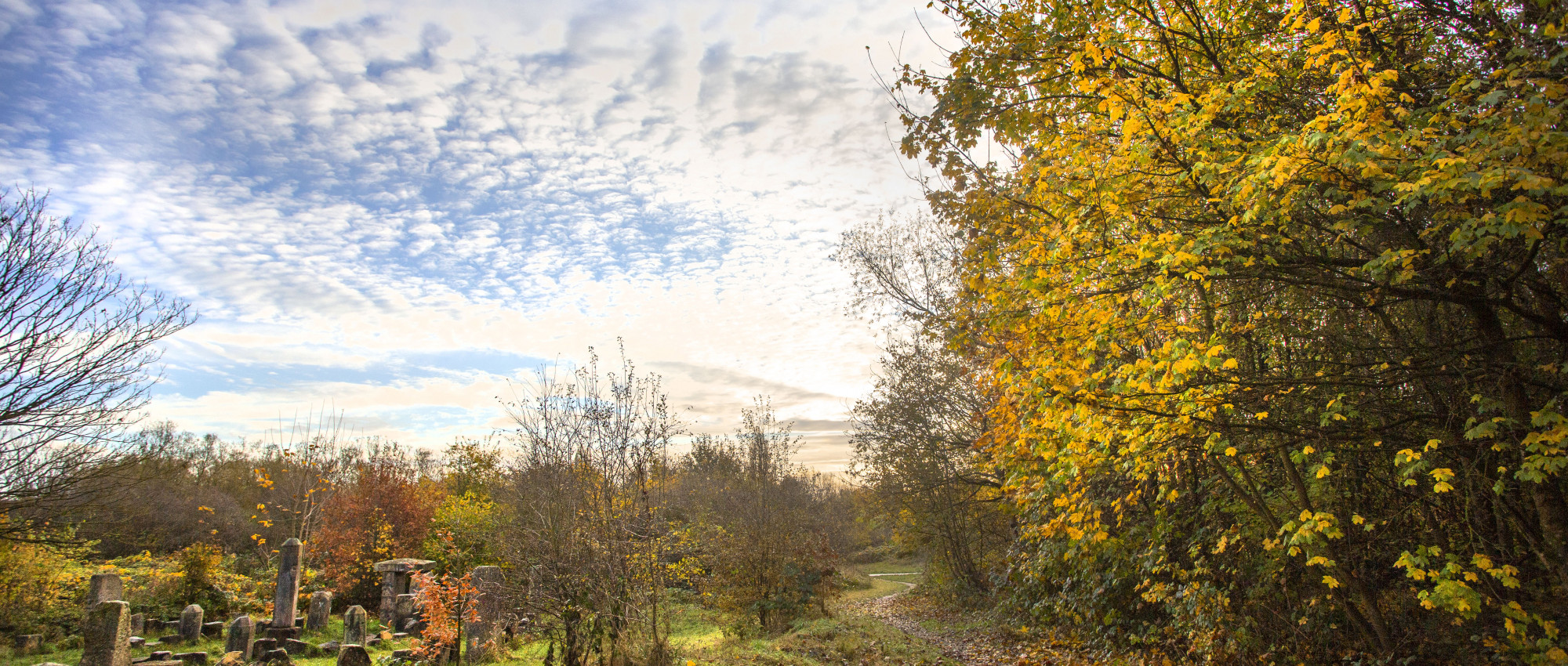 Autumn morning at St Nicks - dragon stones and trees