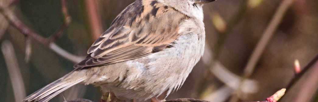 A small brown bird, whose wings are flecked with different shades of brown sits on a budding thorn branch