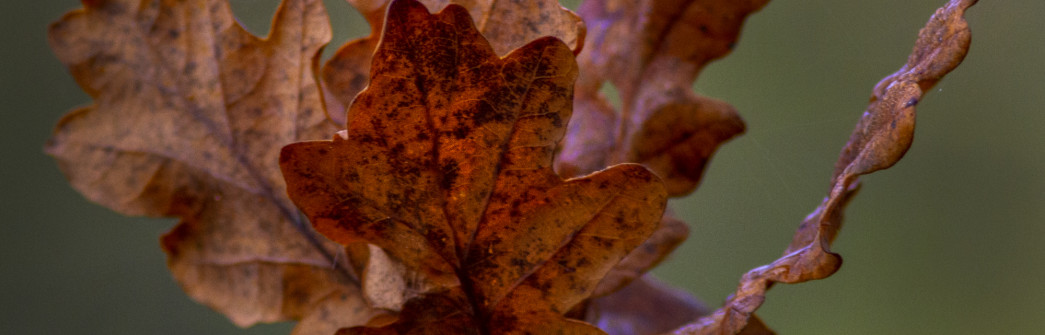 brown oak tree leaves