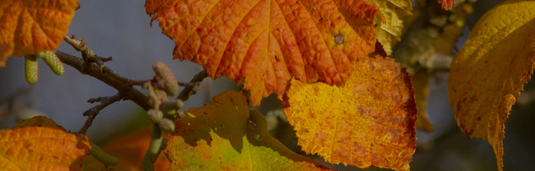 brown lime tree leaves