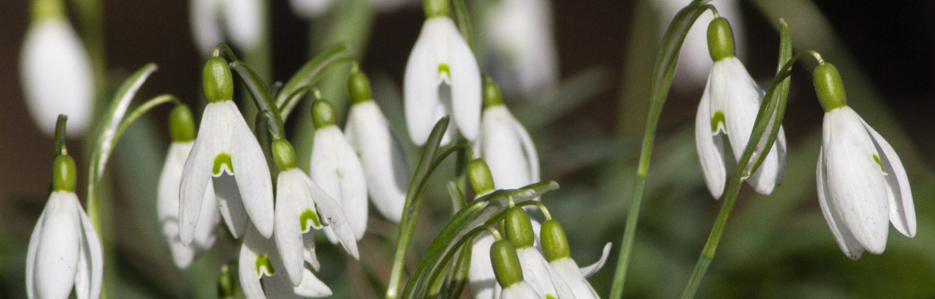 snowdrops