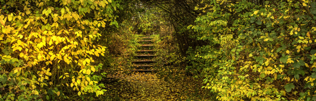 Autumn steps at St Nicks