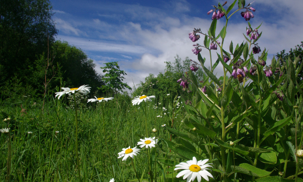 A path of daisy and Comfrey. Daisy are a large flat upwards facing flower with white petals and yellow centre, comfrey is a tall purple flowered plant with long straight leaves.