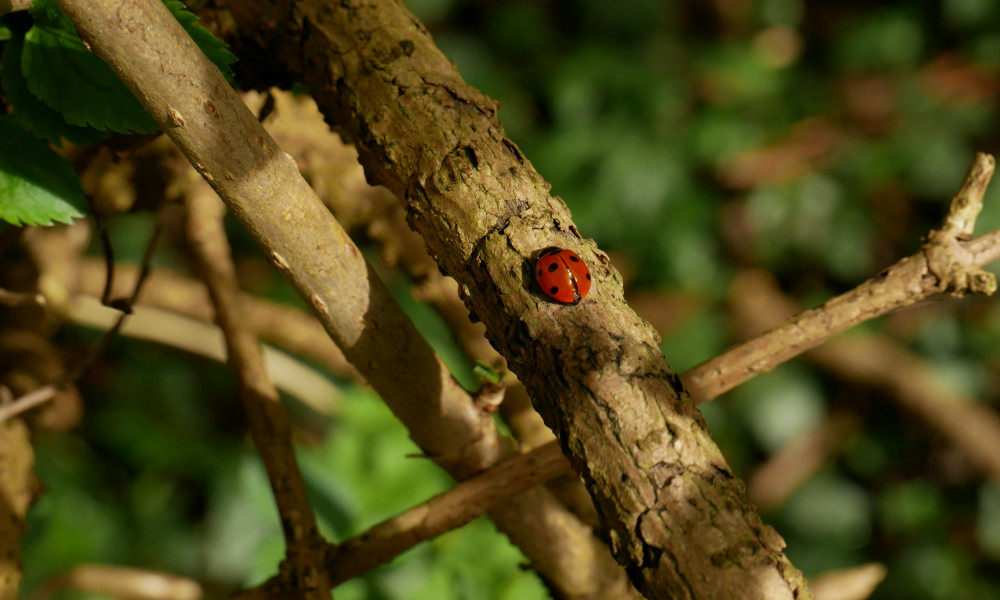 red and black spotted ladybird on branch with textured bark in the sunlight