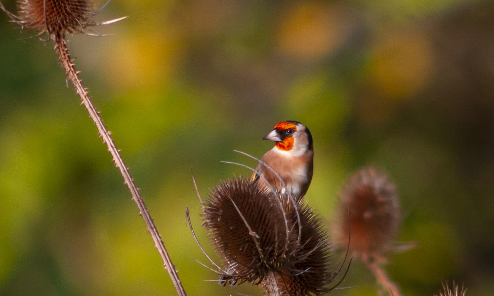 Goldfinch on teasel at St Nicks IMG_3733a
