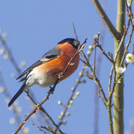 A black headed, orange chested bird with grey wings and a white belly sits in a tree with a blue background