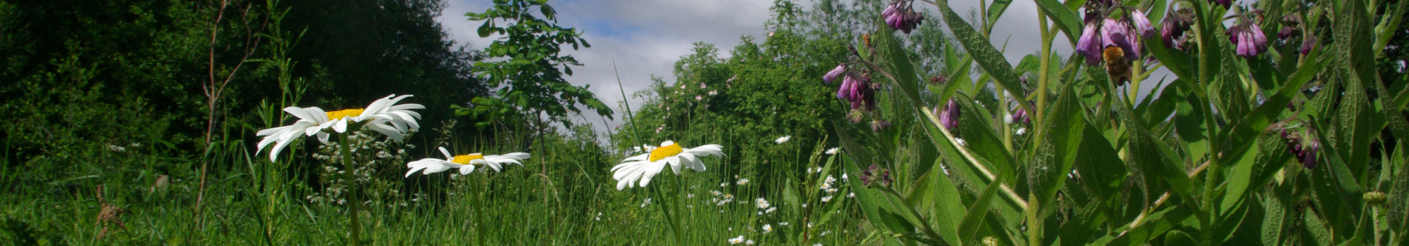 A path of daisy and Comfrey. Daisy are a large flat upwards facing flower with white petals and yellow centre, comfrey is a tall purple flowered plant with long straight leaves.
