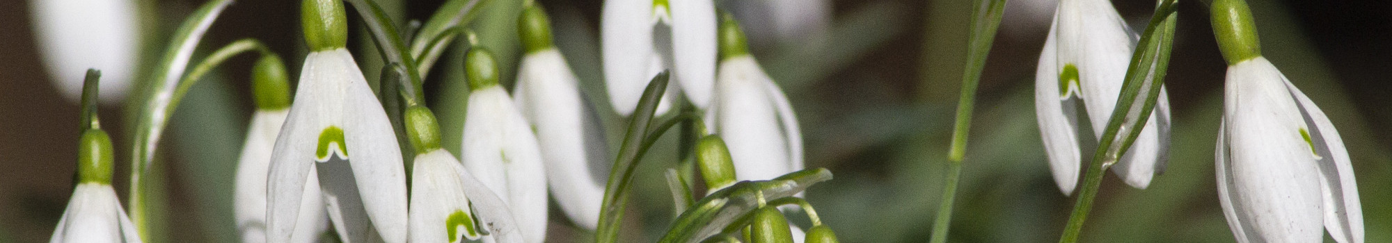 White and green snowdrops in focus in the foreground, there are more in the background out of focus.