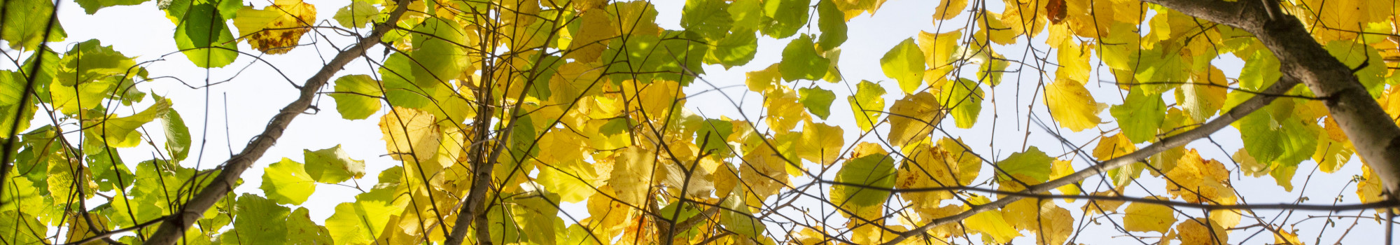 Lime tree leaves