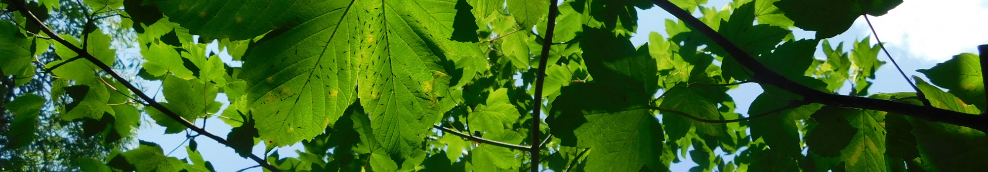 looking upwards to green jagged shaped leaves with sun shining through and pale blue sky