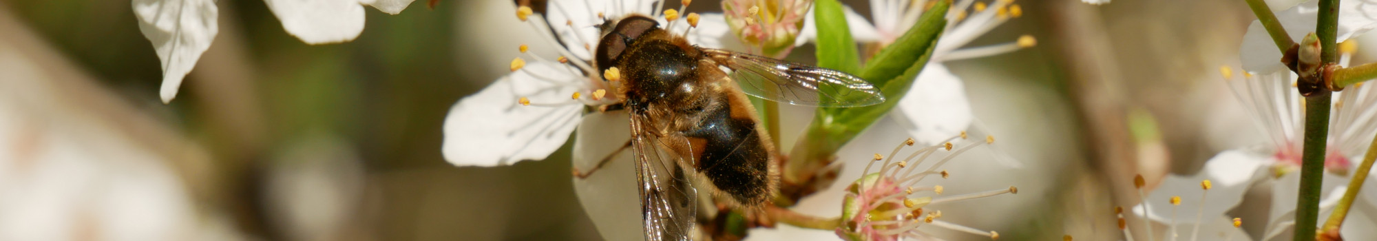 Close up of a bee on a pale pink blossom flower, four other small flowers are around it and blurred background