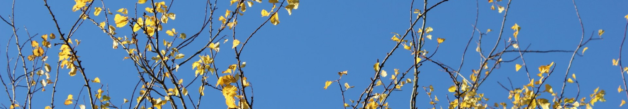 mostly bare branches with some yellow leaves glowing in the sun against a bright blue sky
