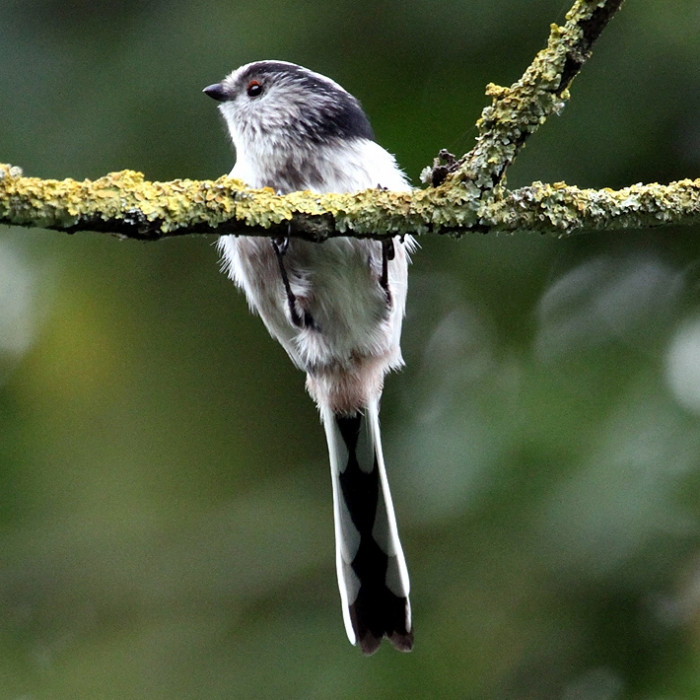 LongTailedTit_IanTraynor