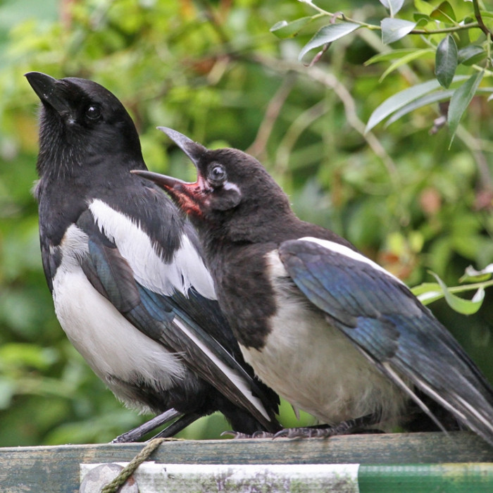 Magpie-juv-begging-EnvCentre-140704_byIanTraynor2014