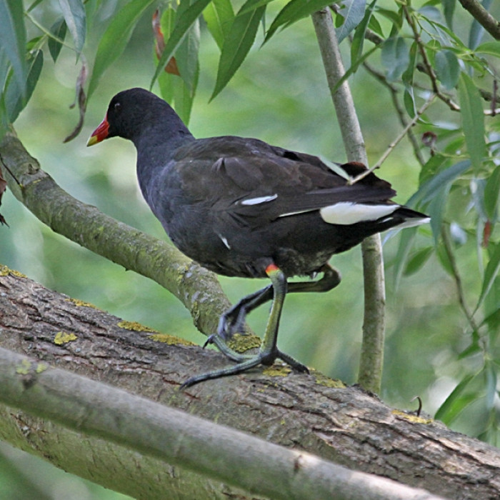 Moorhen-in-tree-OsBeck-140702_byIanTraynor2014