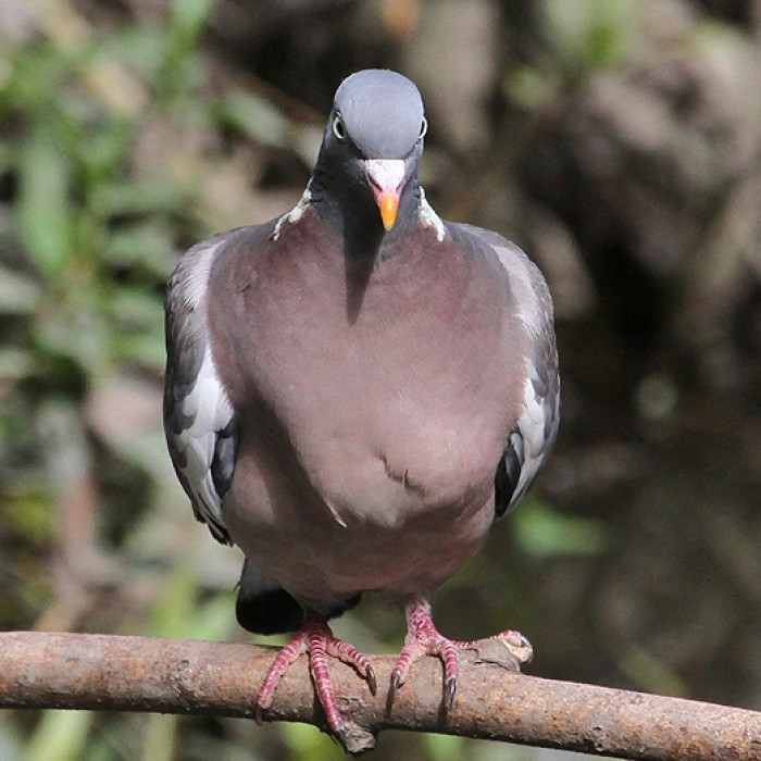 WoodPigeon_ITraynor