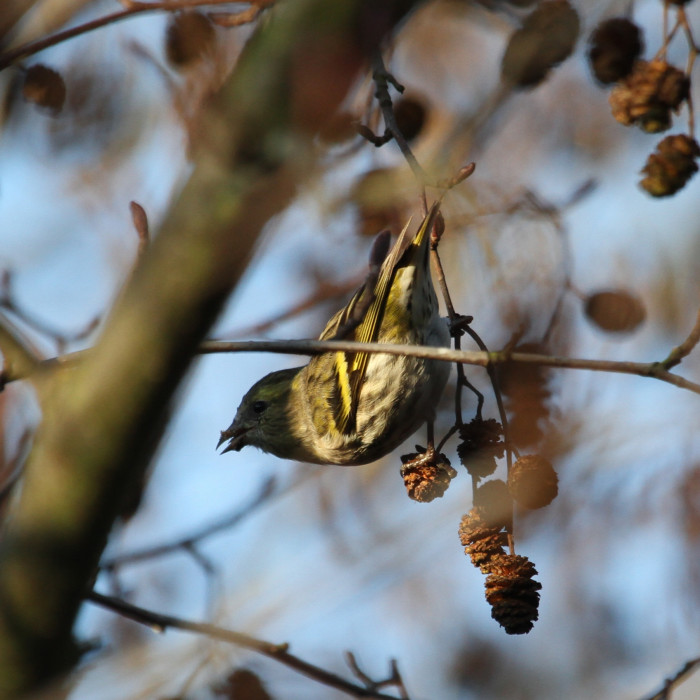 Siskin-on-Alder_byIanTraynor