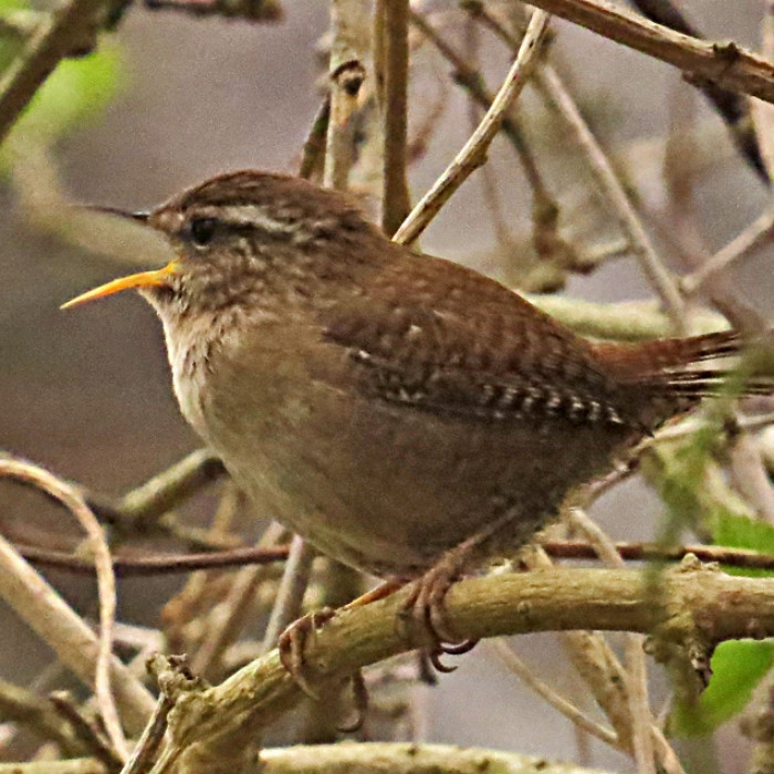 Wren-singing_140319_byIanTraynor2014