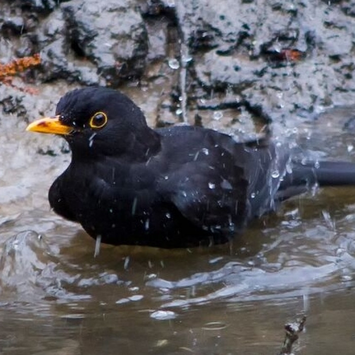 Blackbird-bathing_March2015_byLewisOuting