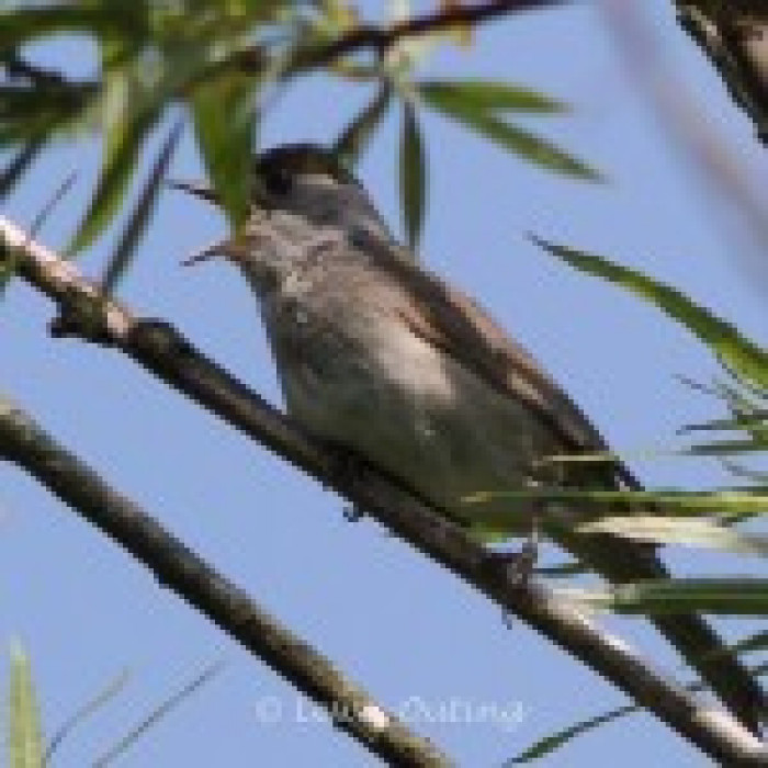 BlackCap_June2016_LOuting-150x150