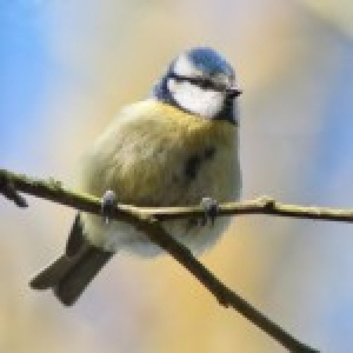 BlueTailedTit_March2017_byLewisOuting_web-150x150