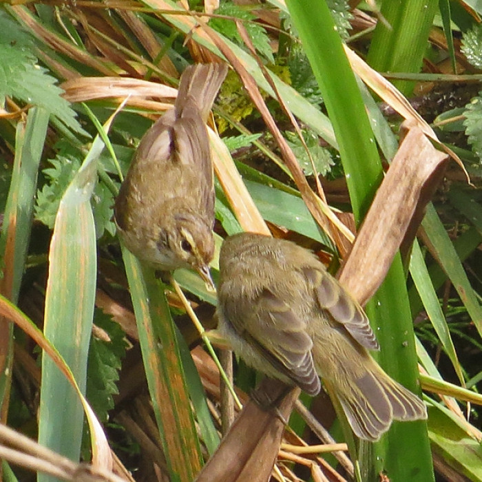 Chiffchaff-young-being-fed-2-SluiceBridge-140806_byIanTraynor2014