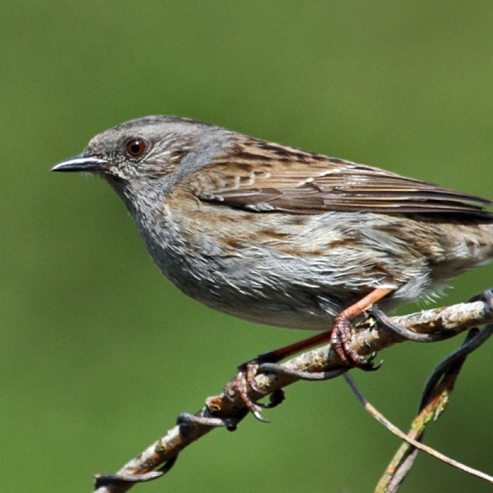 Dunnock_ITraynor