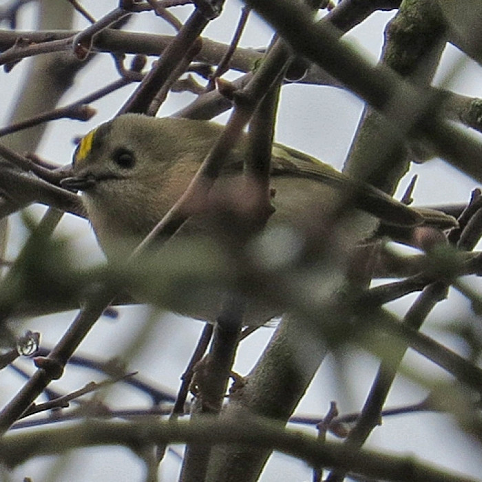 Goldcrest-nr-StoryTellingCircles-StNicks-140312_byIanTraynor