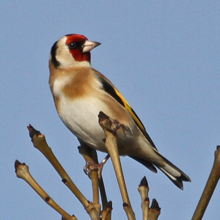 Goldfinch_IanTraynor