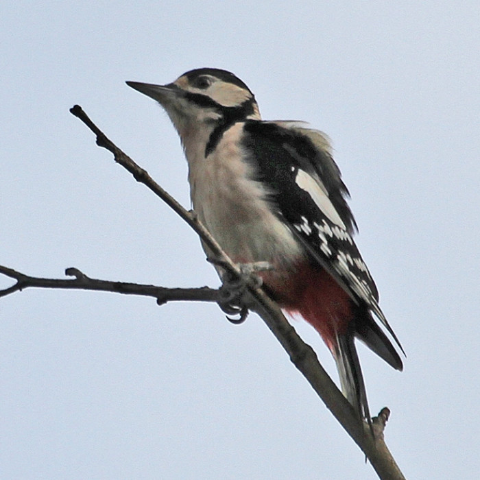 GreatSpottedWoodpecker-f-2-nrWarren-B1b-141401_byIanTraynor2014