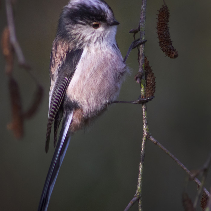 Long tailed tit St Nicks IMG_3664a