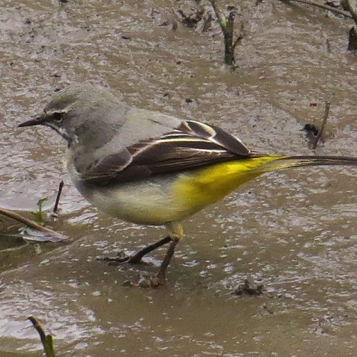 GreyWagtail-onOsBeck_140312_byITraynor