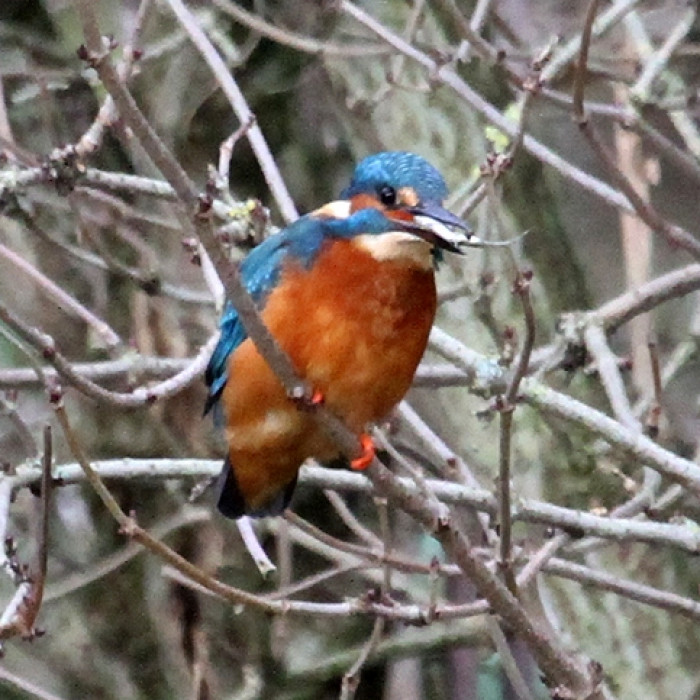 Kingfisher-with-fish_2011-111214_byIanTraynor