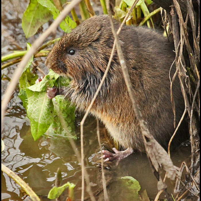 Water Vole