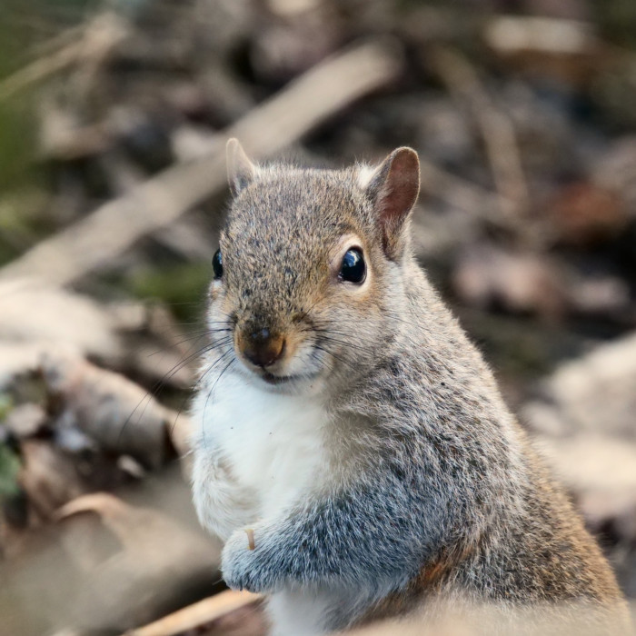 Squirrel in woodland