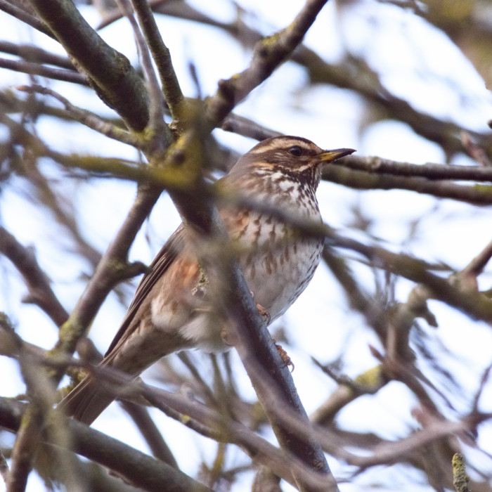 Redwing in branches