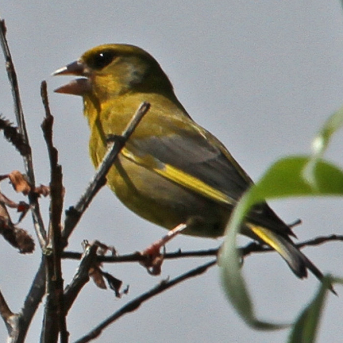 Greenfinch-singing-130703-EnvironmentCentre-StNicks_byIanTraynor