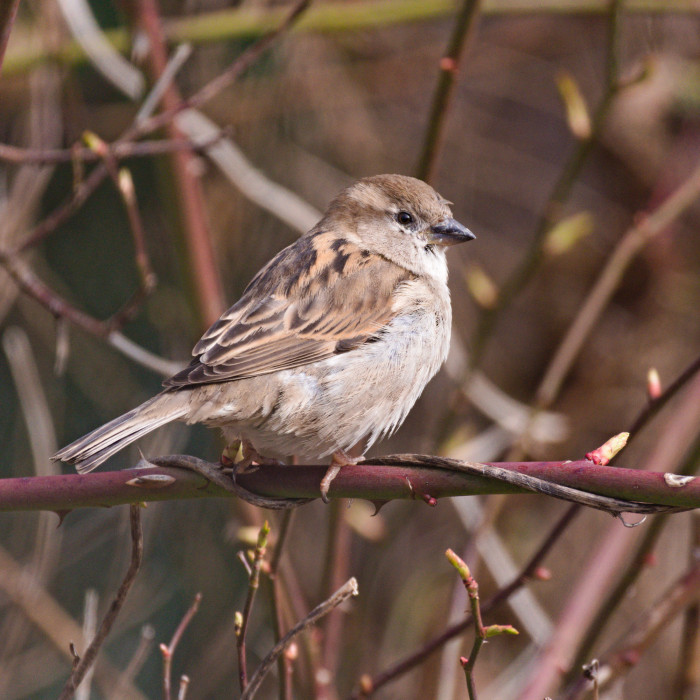 House Sparrow