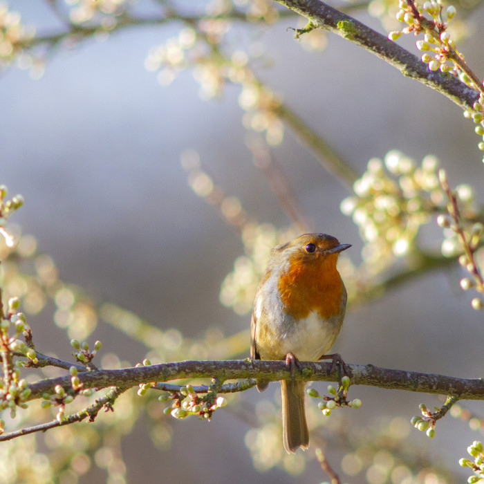 Robin at St Nicks York IMG_4245a