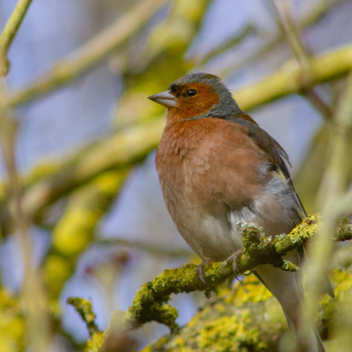 Chaffinch LO