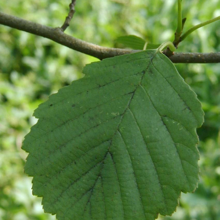 alder