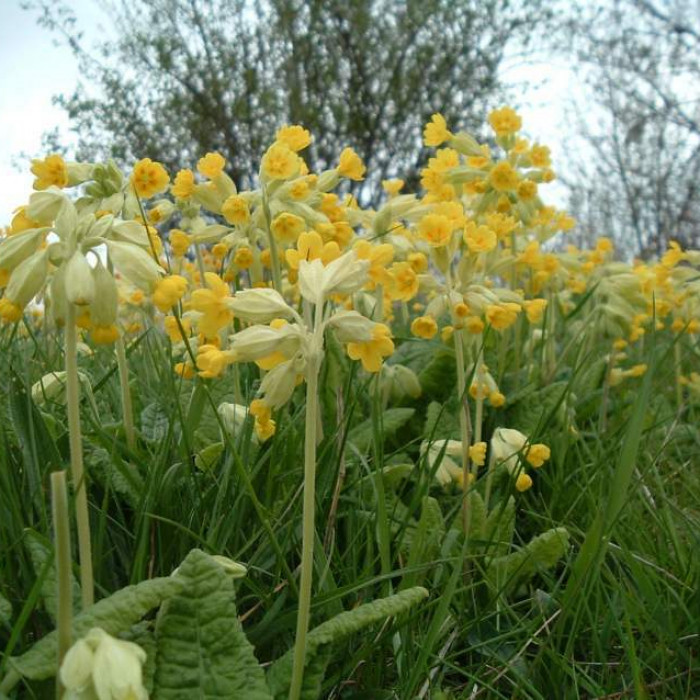 cowslip4