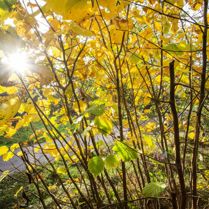 Coppice in autumn