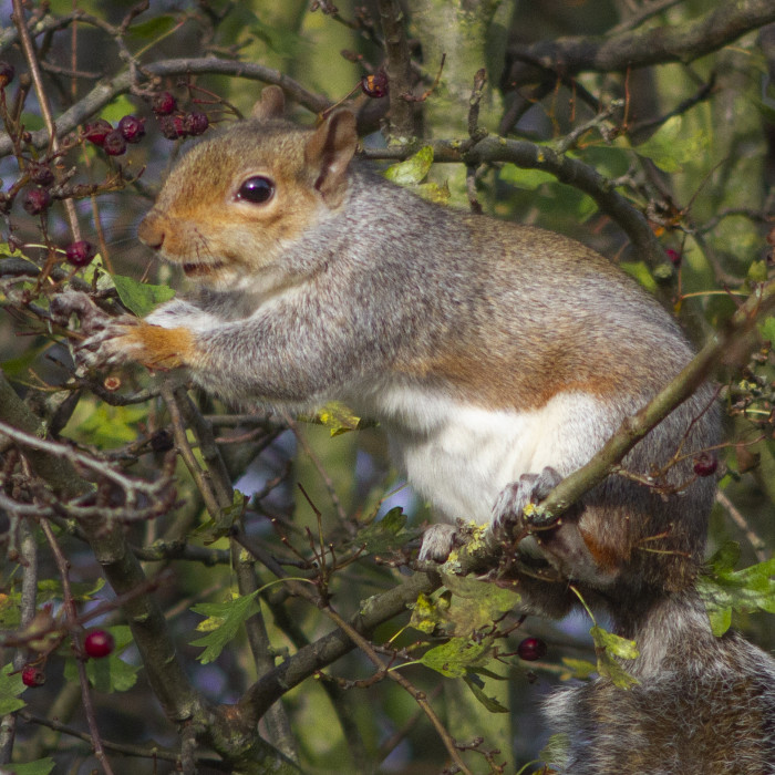 Squirrel in hawthorn